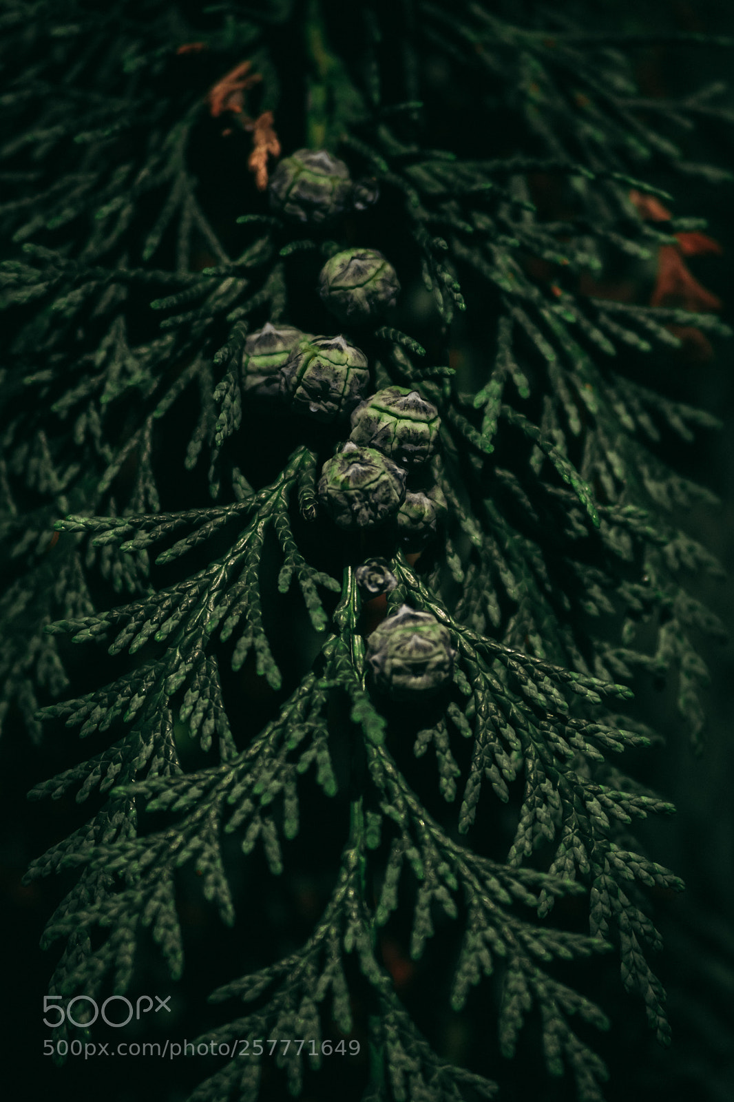 Nikon D5300 sample photo. Seedy photography