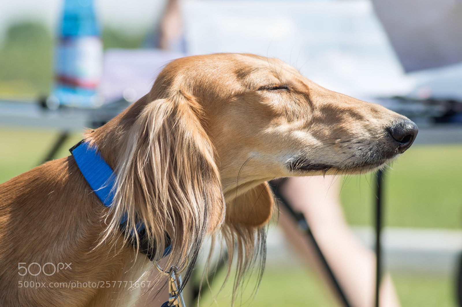 Sony ILCA-77M2 sample photo. Saluki headshot photography