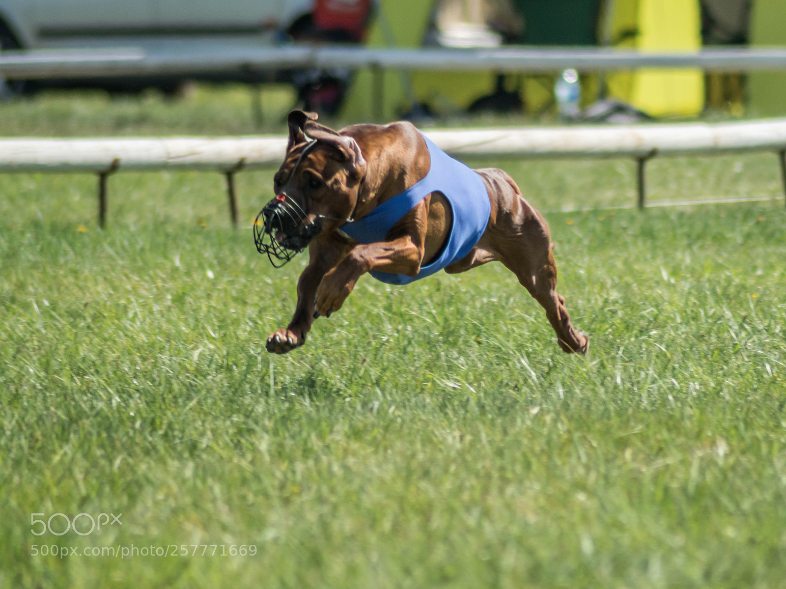 Sony ILCA-77M2 sample photo. Lure coursing training photography
