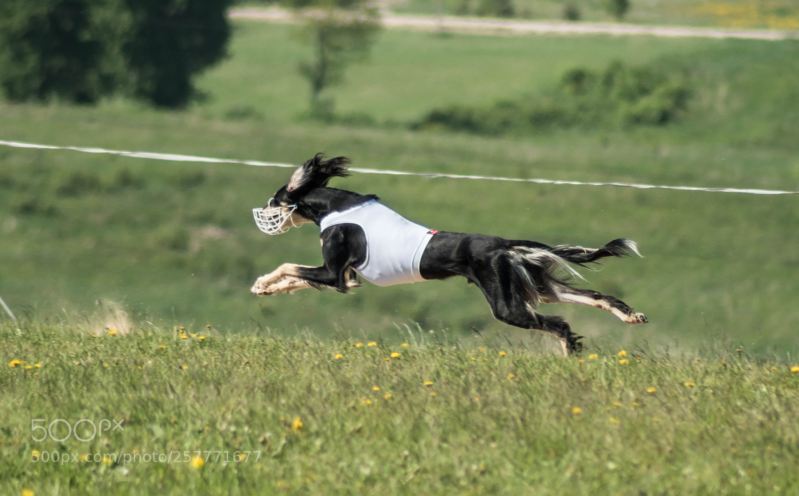 Sony ILCA-77M2 sample photo. Black saluki running photography