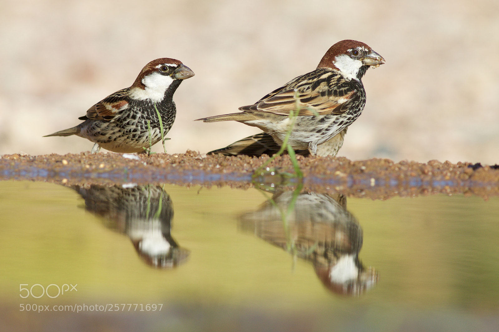 Canon EOS 70D sample photo. Spanish sparrows photography