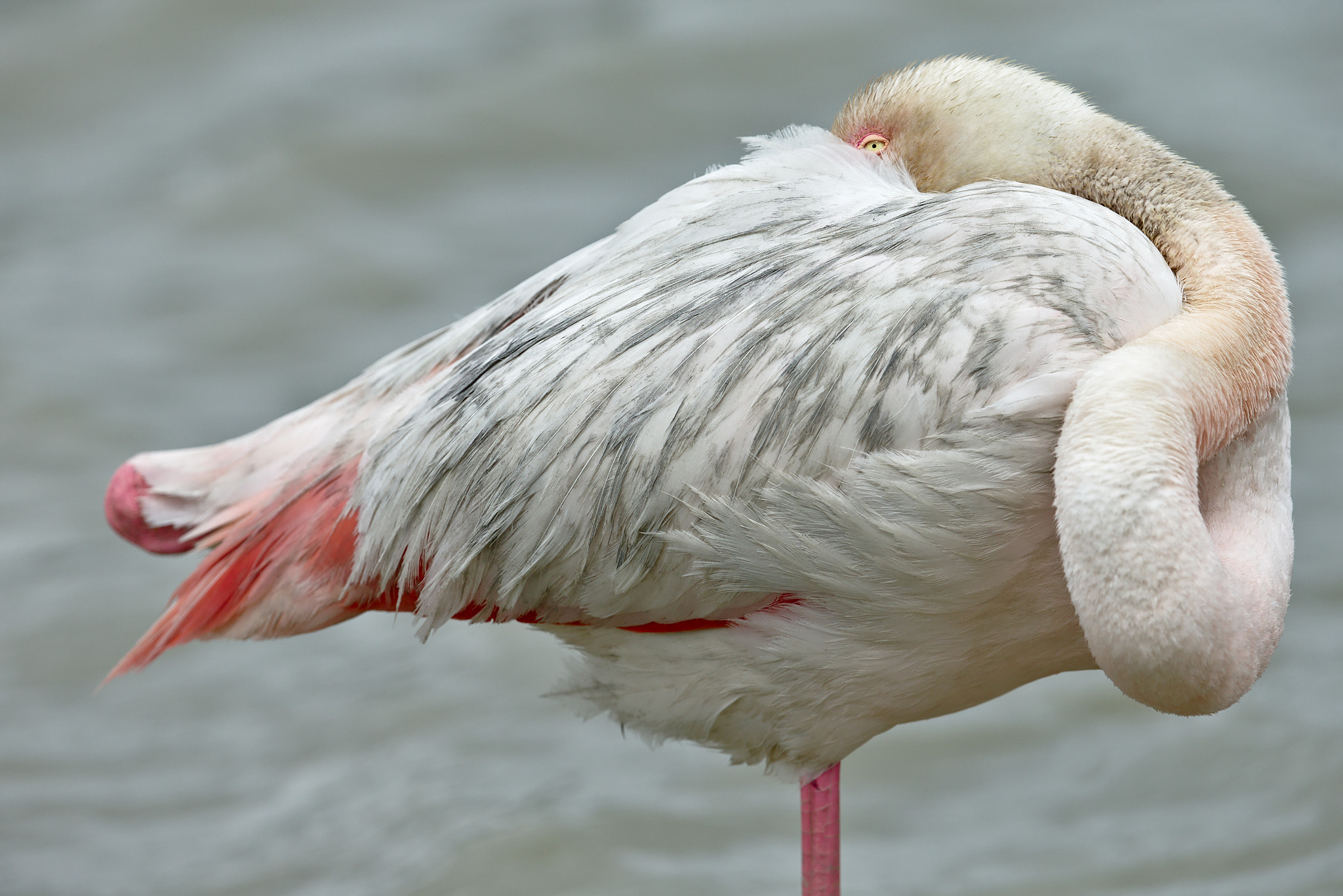 Canon EOS-1D X + Canon EF 300mm F2.8L IS II USM sample photo. Flamant rose photography