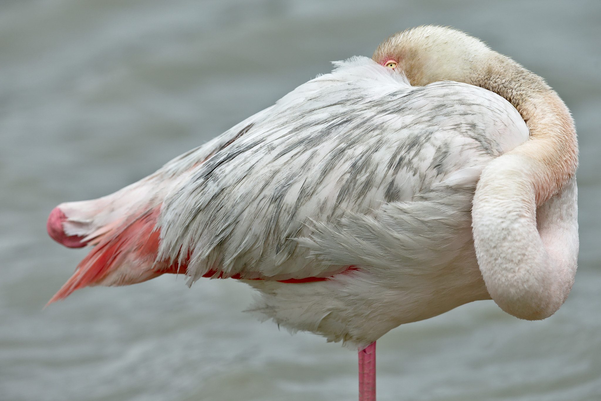 Canon EOS-1D X sample photo. Flamant rose photography