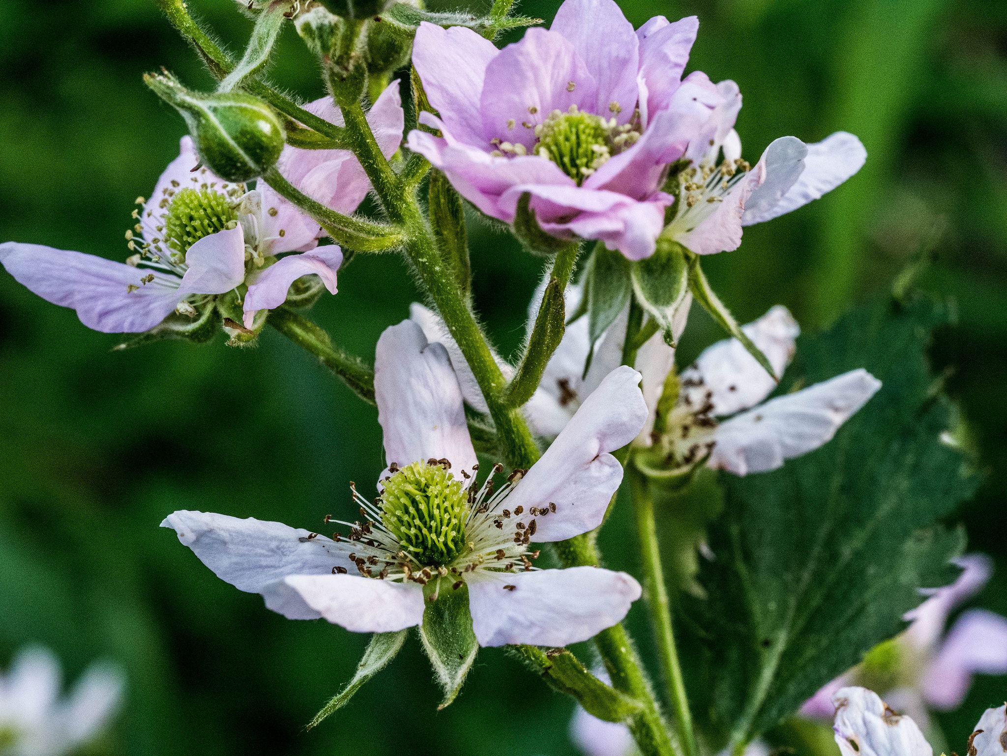 Panasonic DMC-G81 sample photo. Brommbeerblüten photography