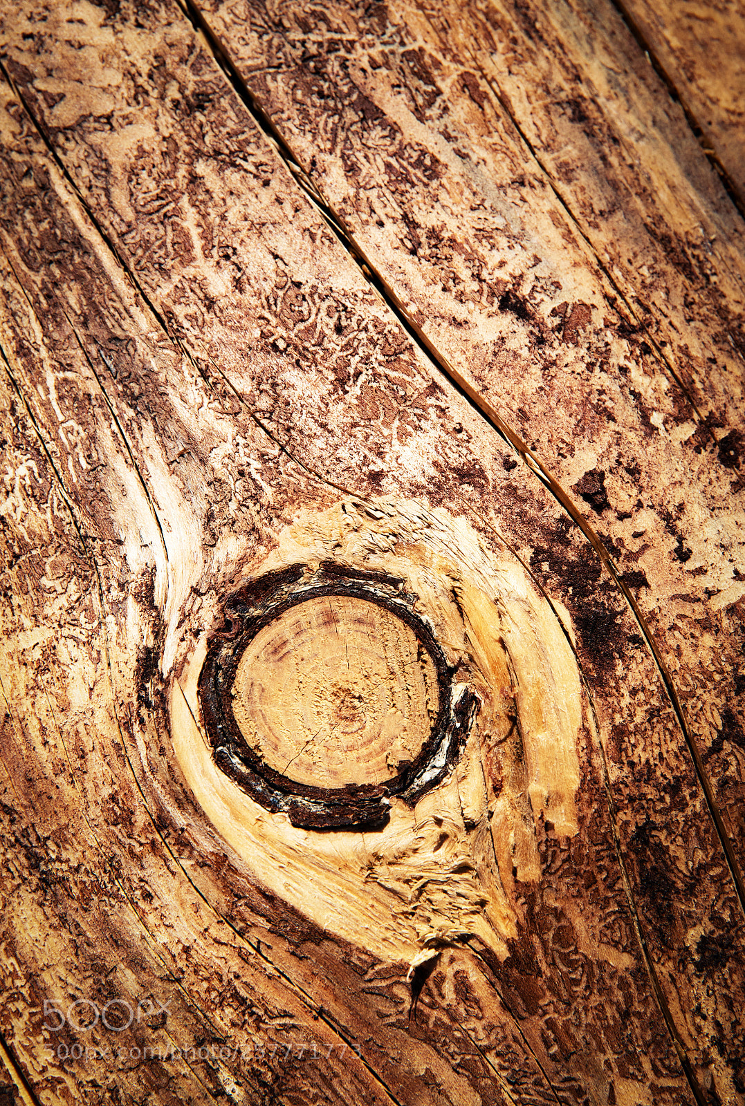 Nikon D5500 sample photo. Detail of knot on photography