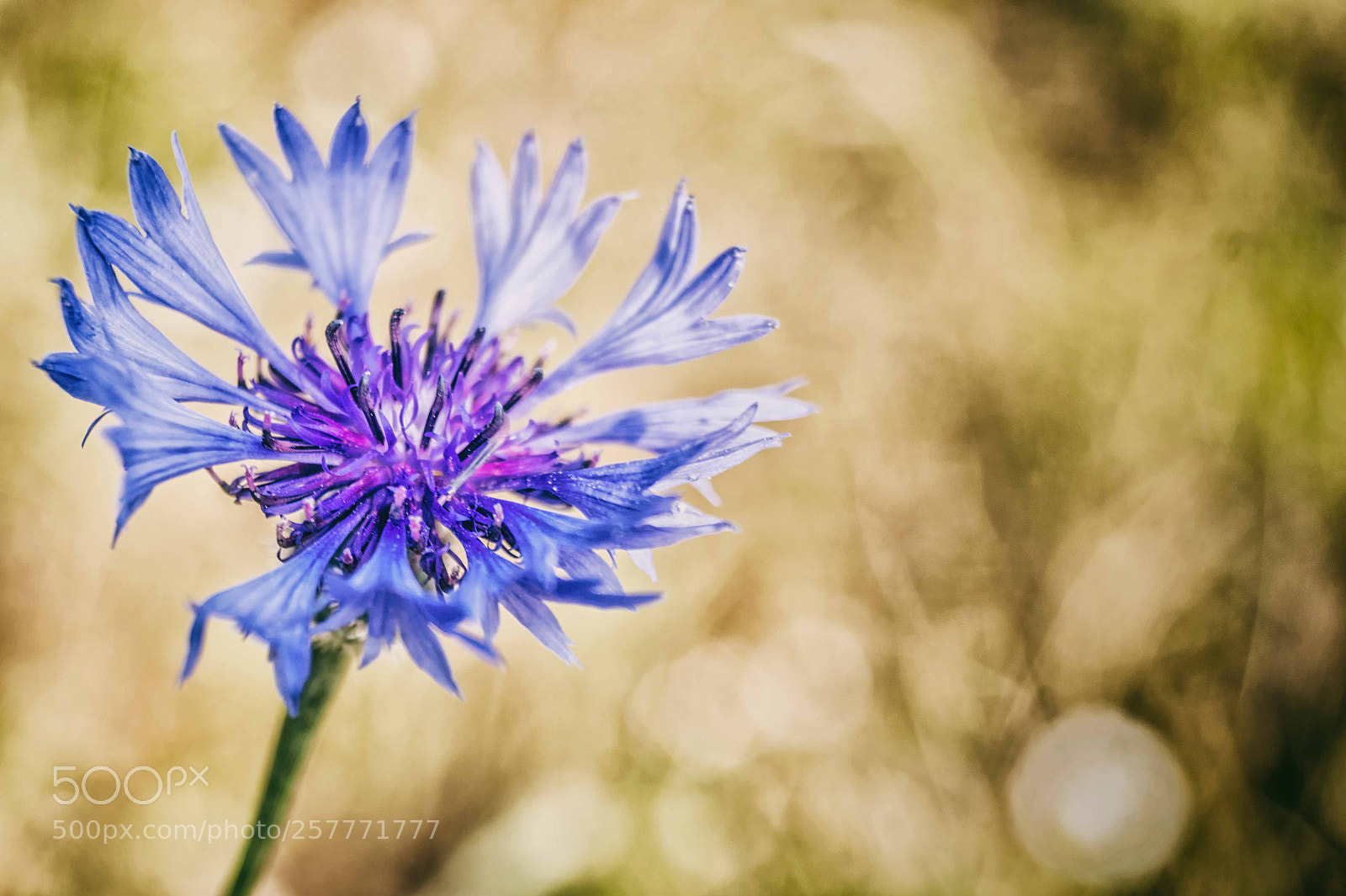 Sony SLT-A58 sample photo. My first cornflower this photography