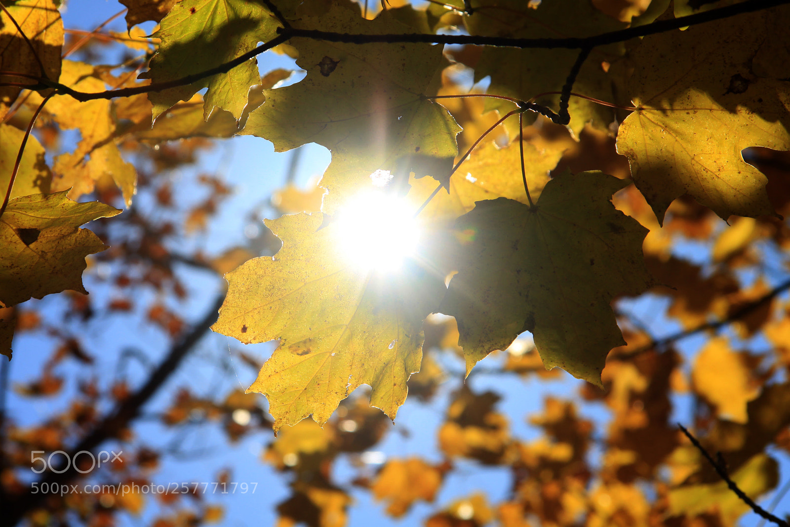 Canon EOS 50D sample photo. Untitled photography