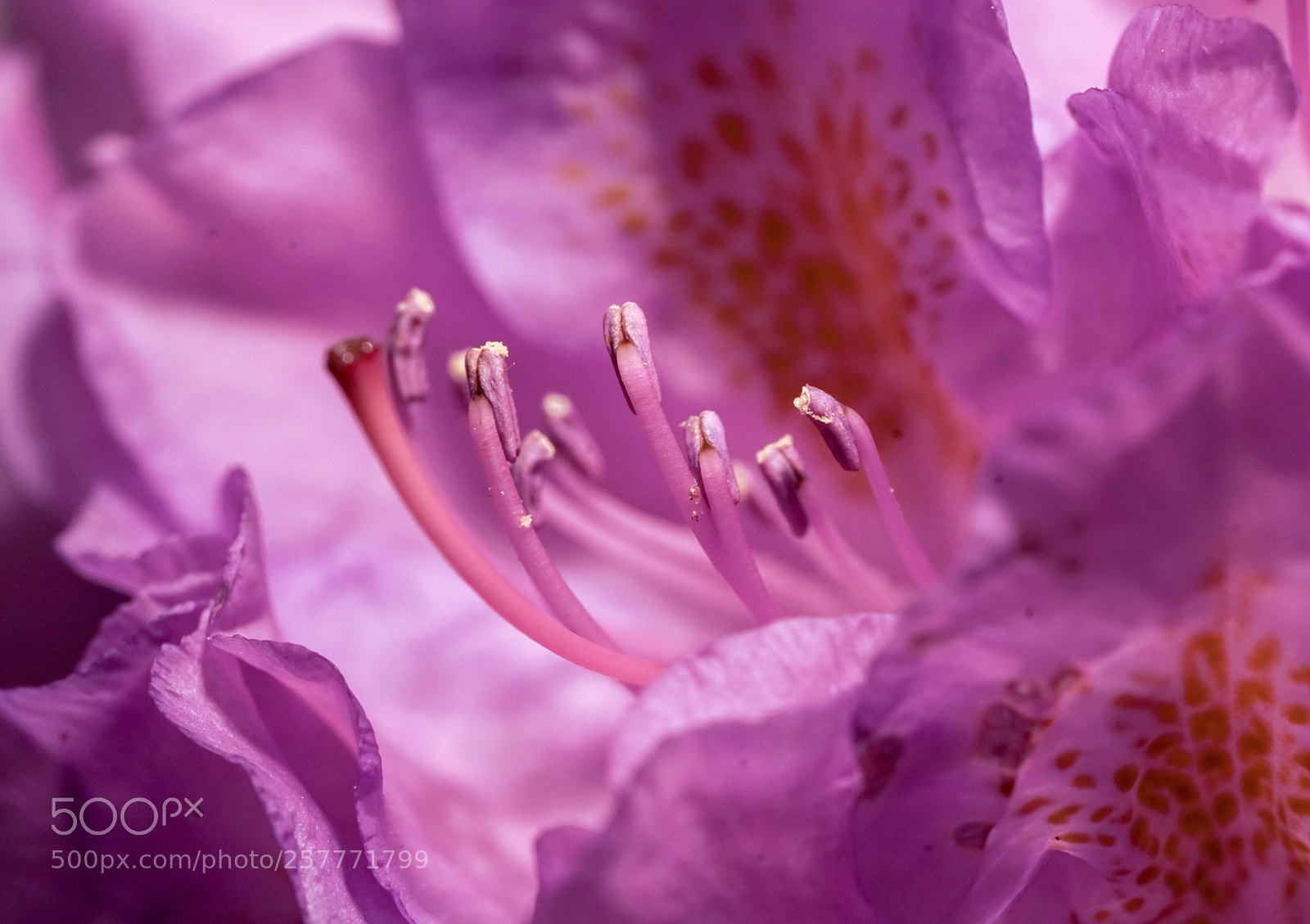 Sony a7R II sample photo. Roseum photography