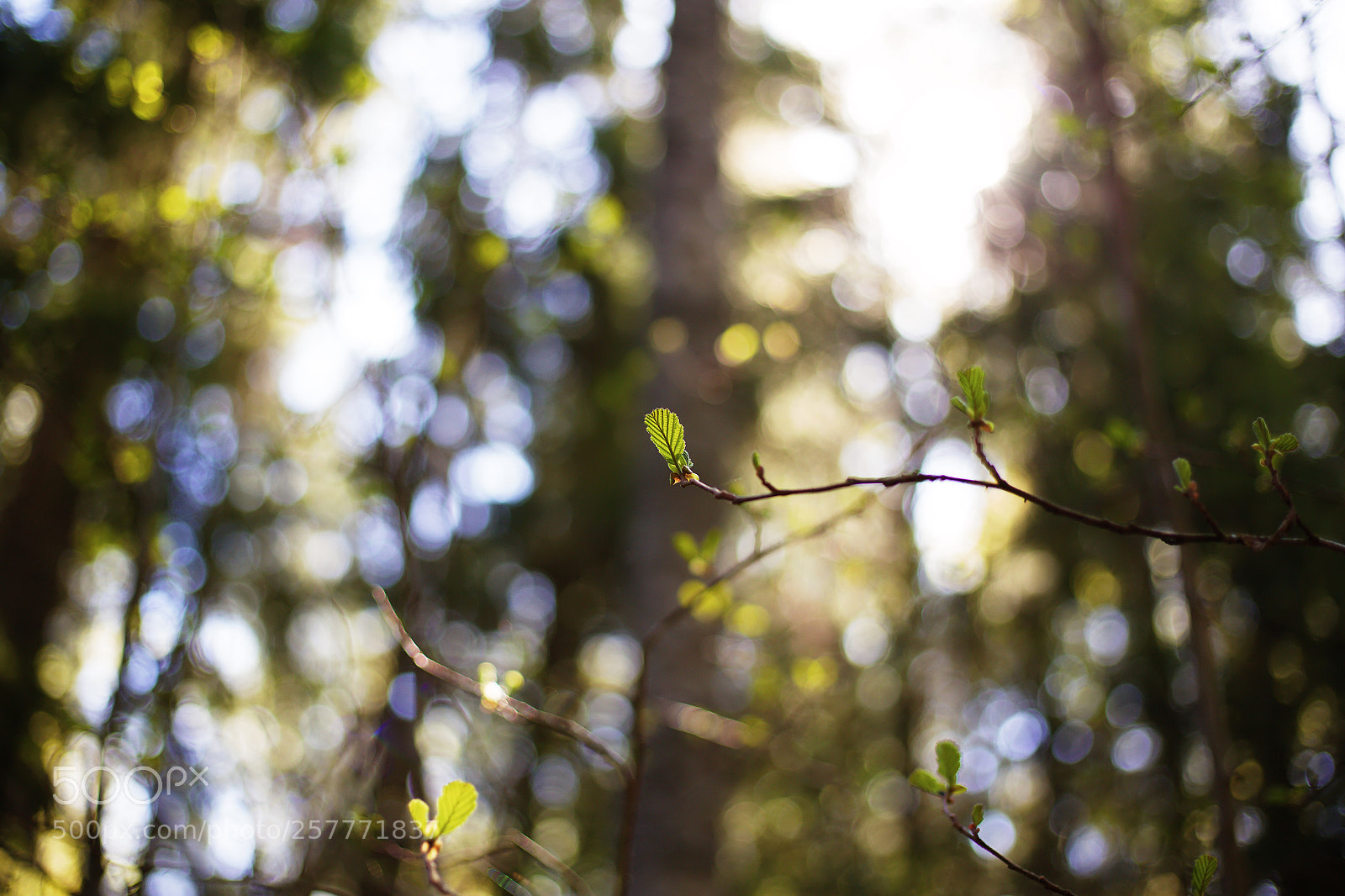 Canon EOS 6D sample photo. Summer photography