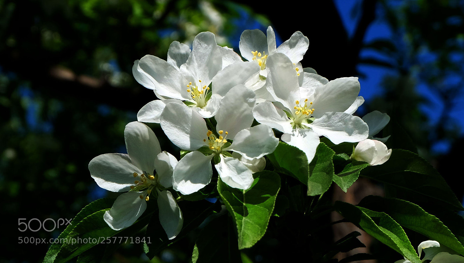 Fujifilm X-M1 sample photo. Apple-tree photography
