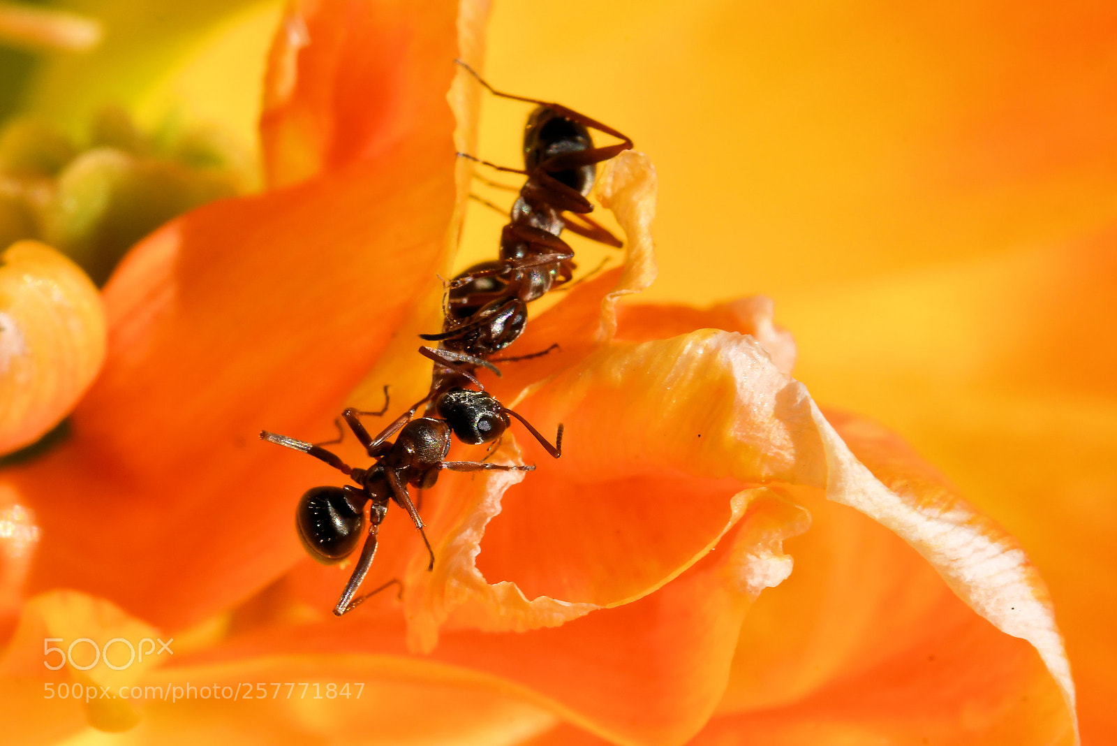 Nikon D500 sample photo. Ants photography