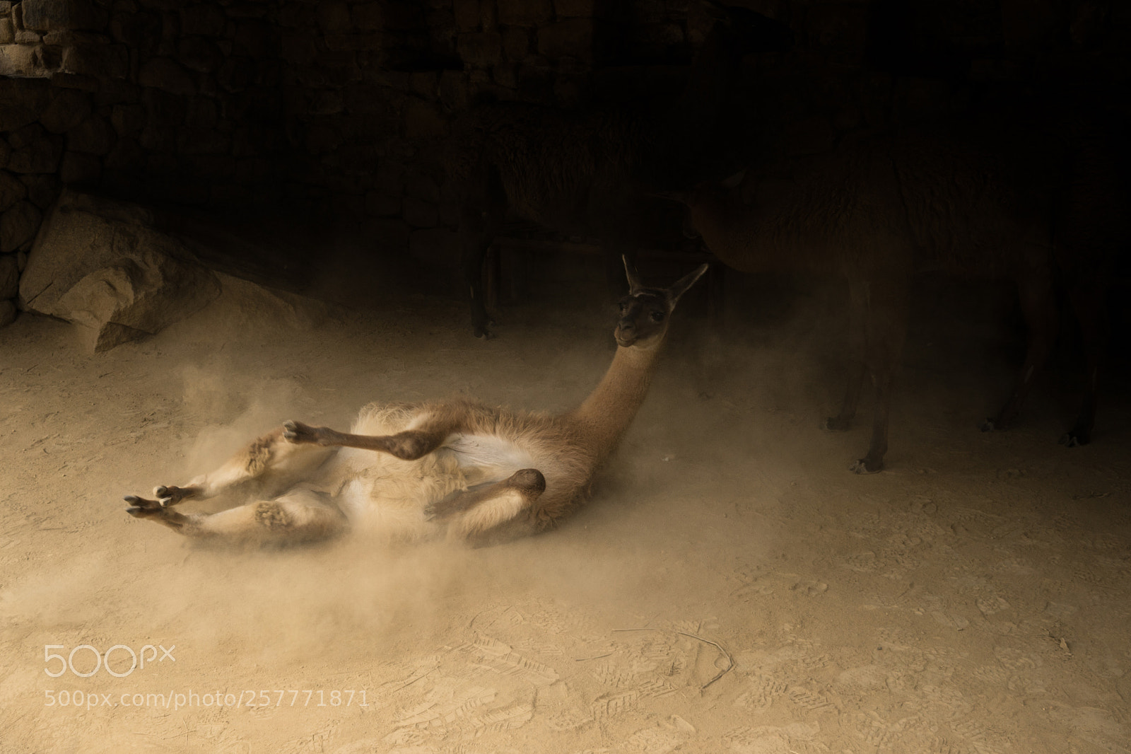 Sony a7 sample photo. Bathe in dust photography