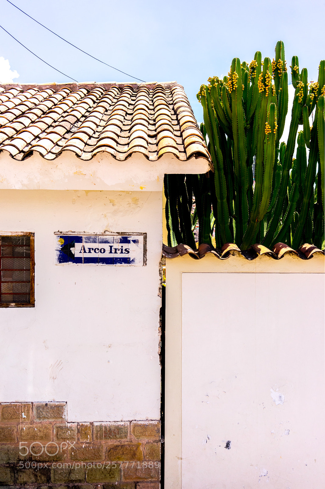 Sony a7 sample photo. Colour & cactus #2 photography