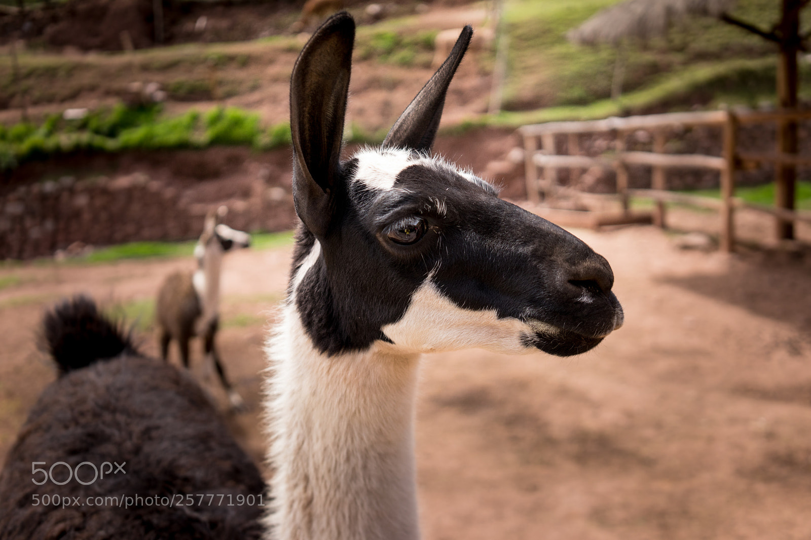 Sony a7 sample photo. A llama's life photography