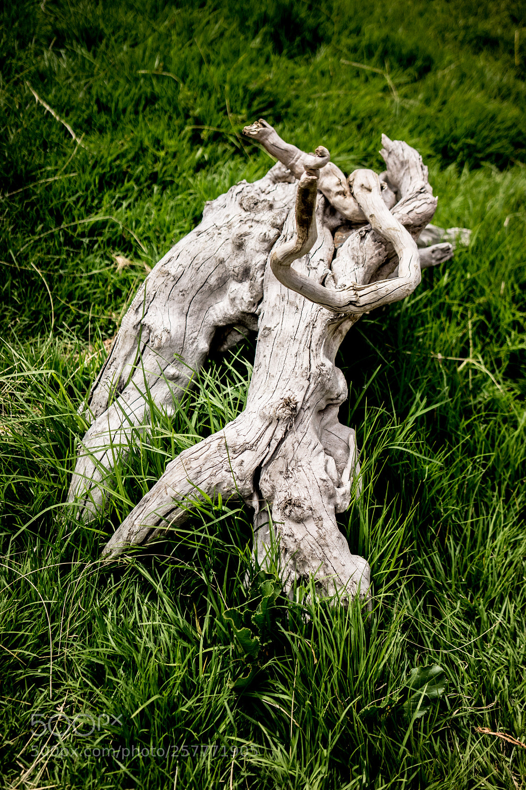 Sony a7 sample photo. White log photography
