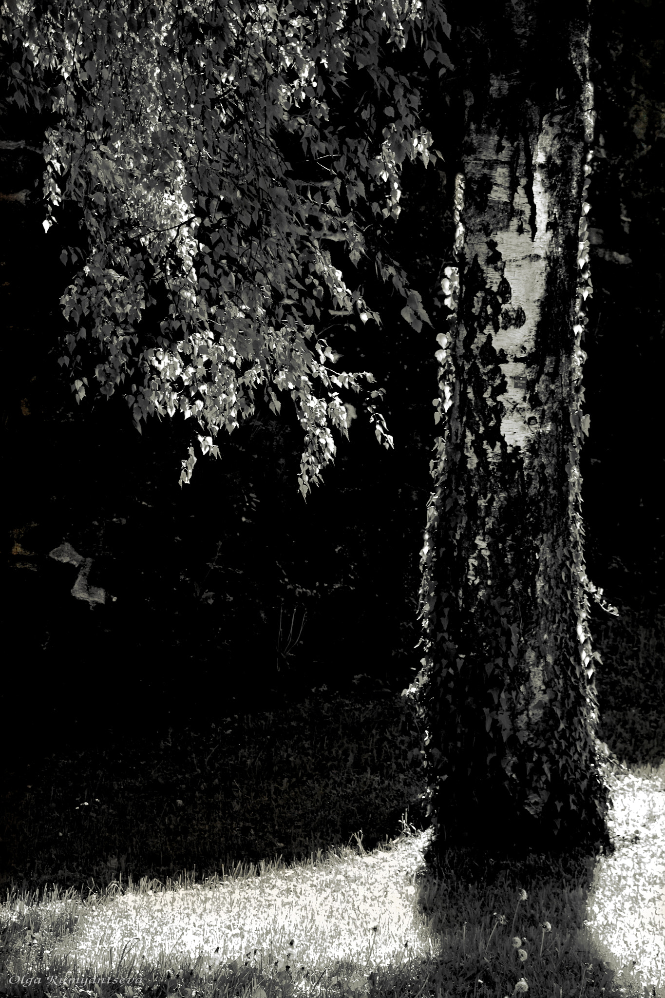 Canon EOS 50D sample photo. Tree. photography