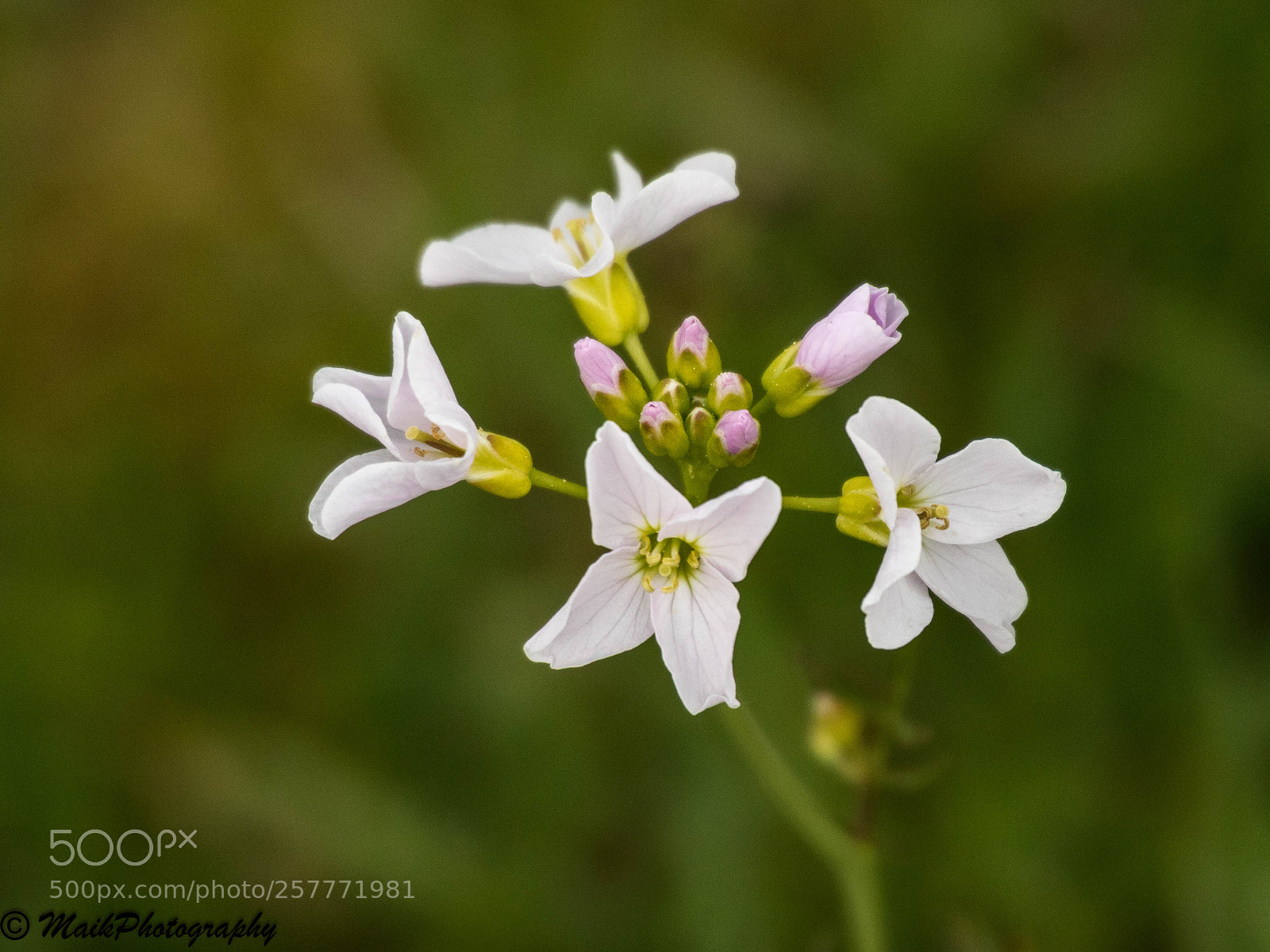 Canon EOS 7D Mark II sample photo. Flowers photography