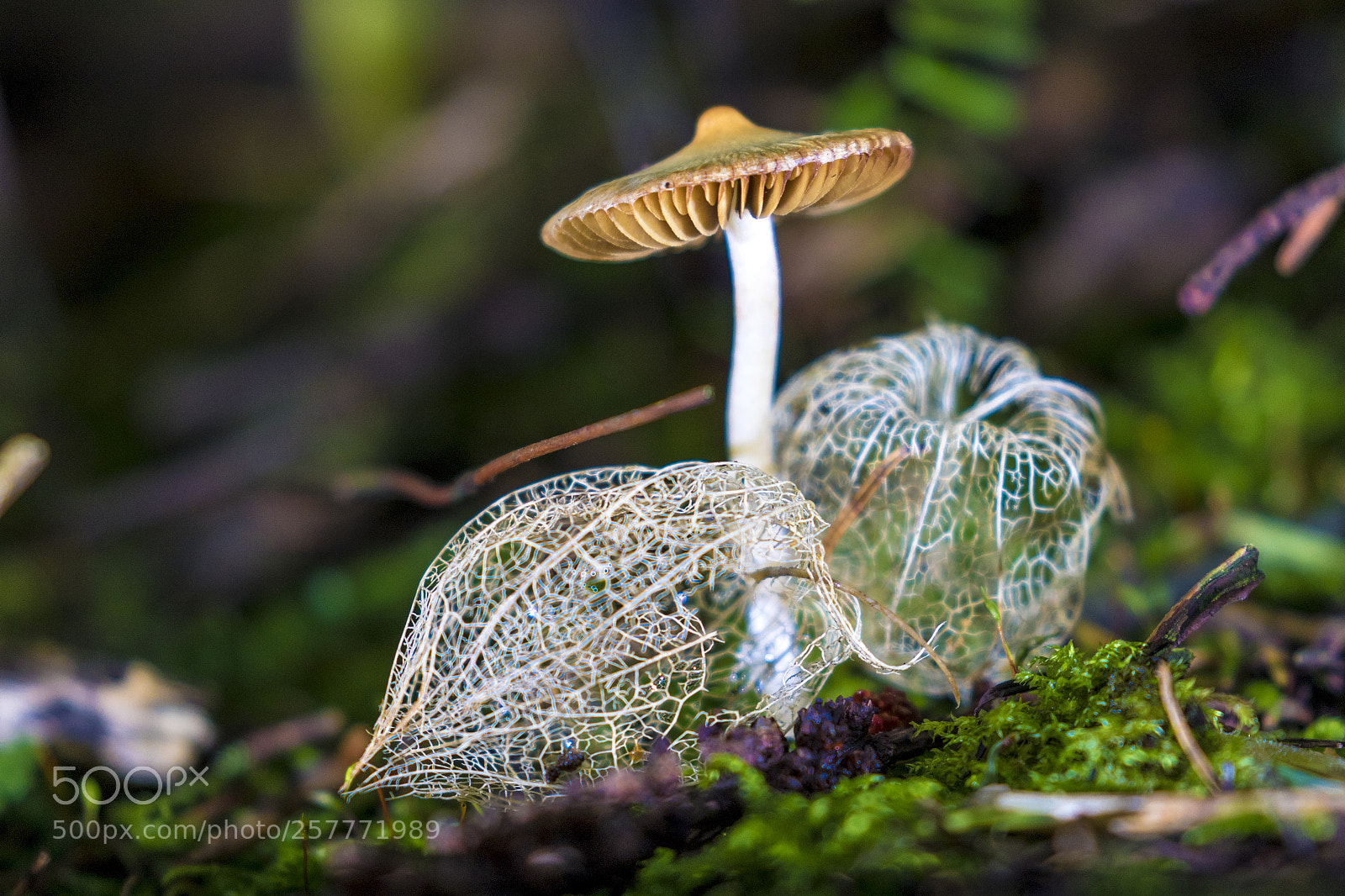 Canon EOS 7D Mark II sample photo. Mushroom compostition photography