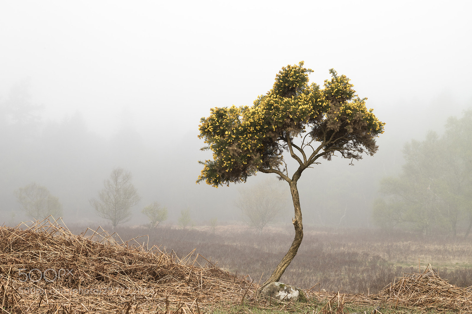 Canon EOS 6D Mark II sample photo. Goarse in morning mist photography