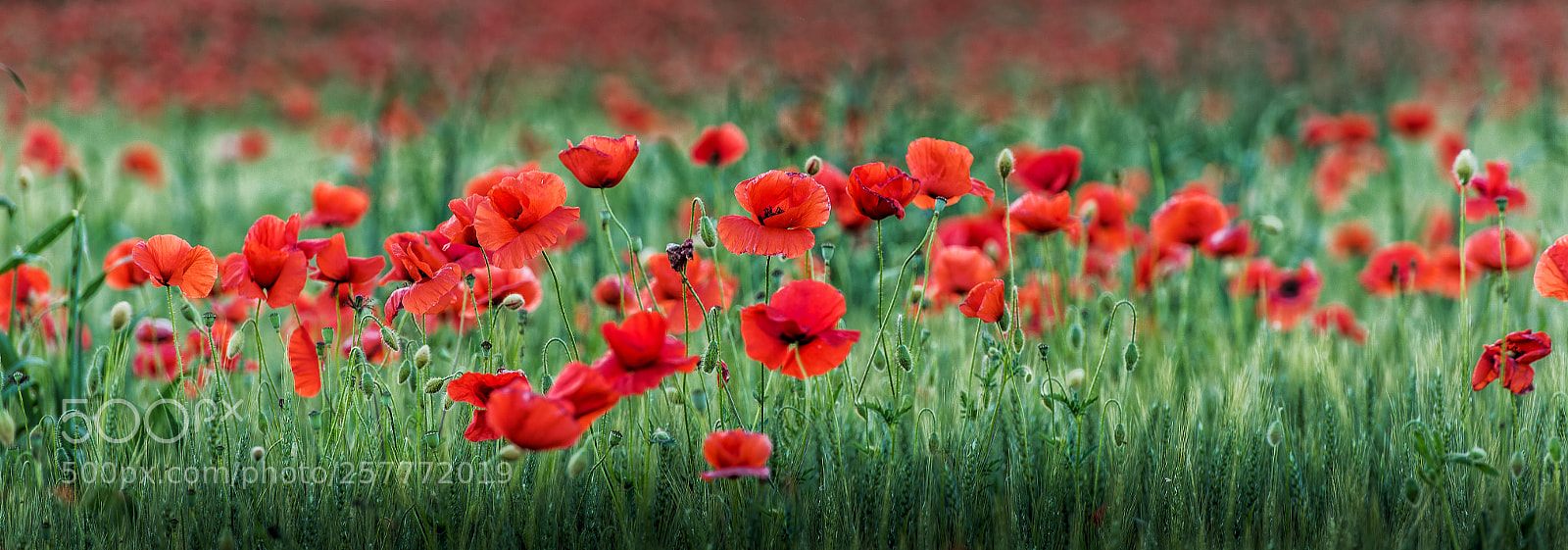 Nikon D750 sample photo. Poppy & poppy photography