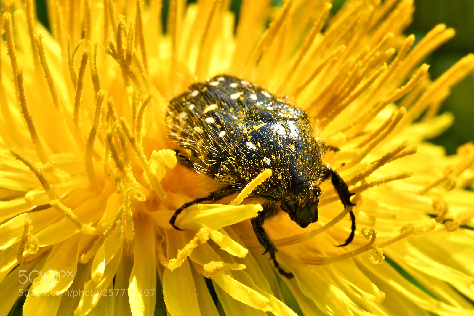 Nikon D500 sample photo. Bug photography