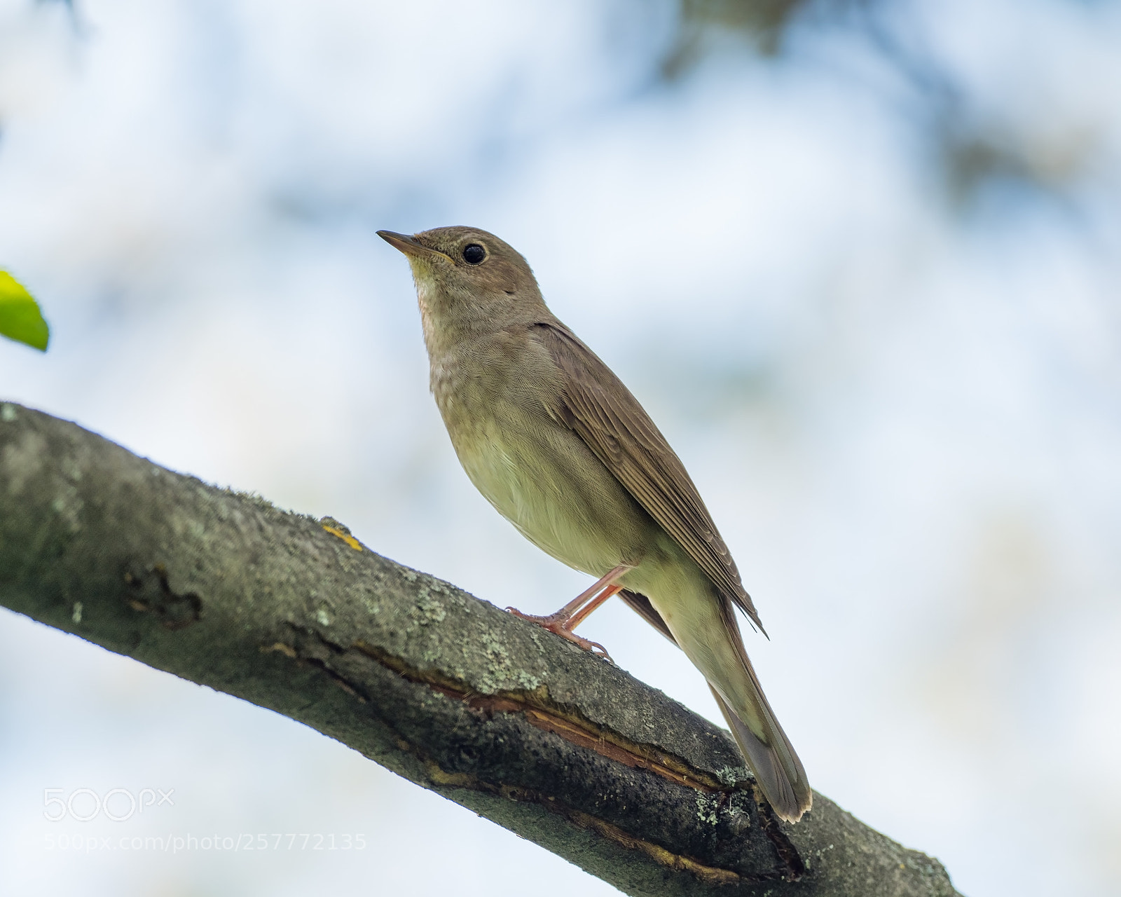 Olympus OM-D E-M1 Mark II sample photo. Luscinia luscinia photography