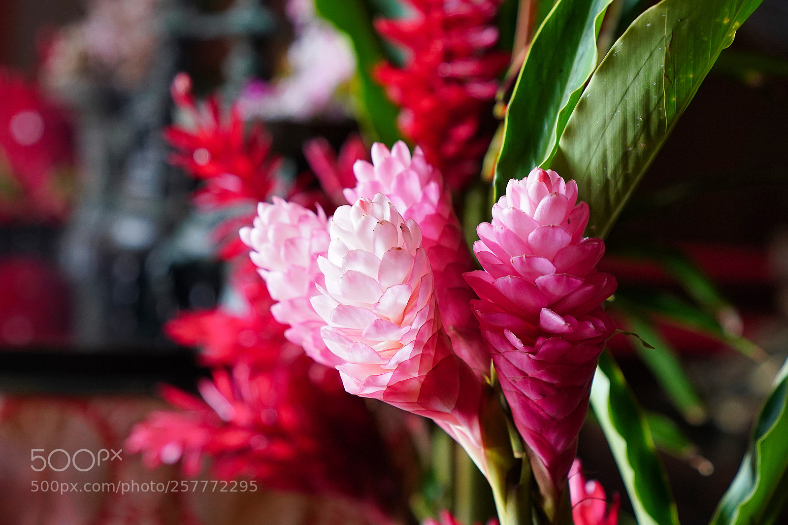 Sony a9 sample photo. Mama photography