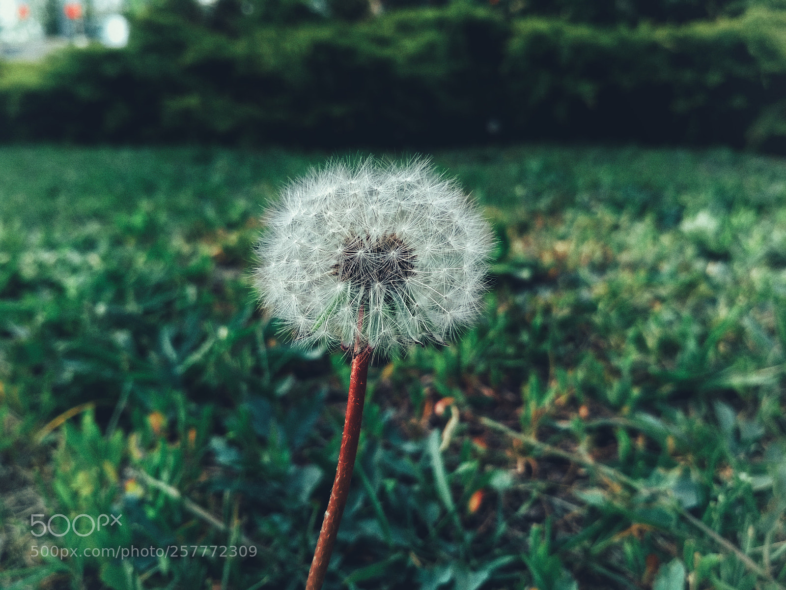 Xiaomi Redmi 4X sample photo. Untitled photography