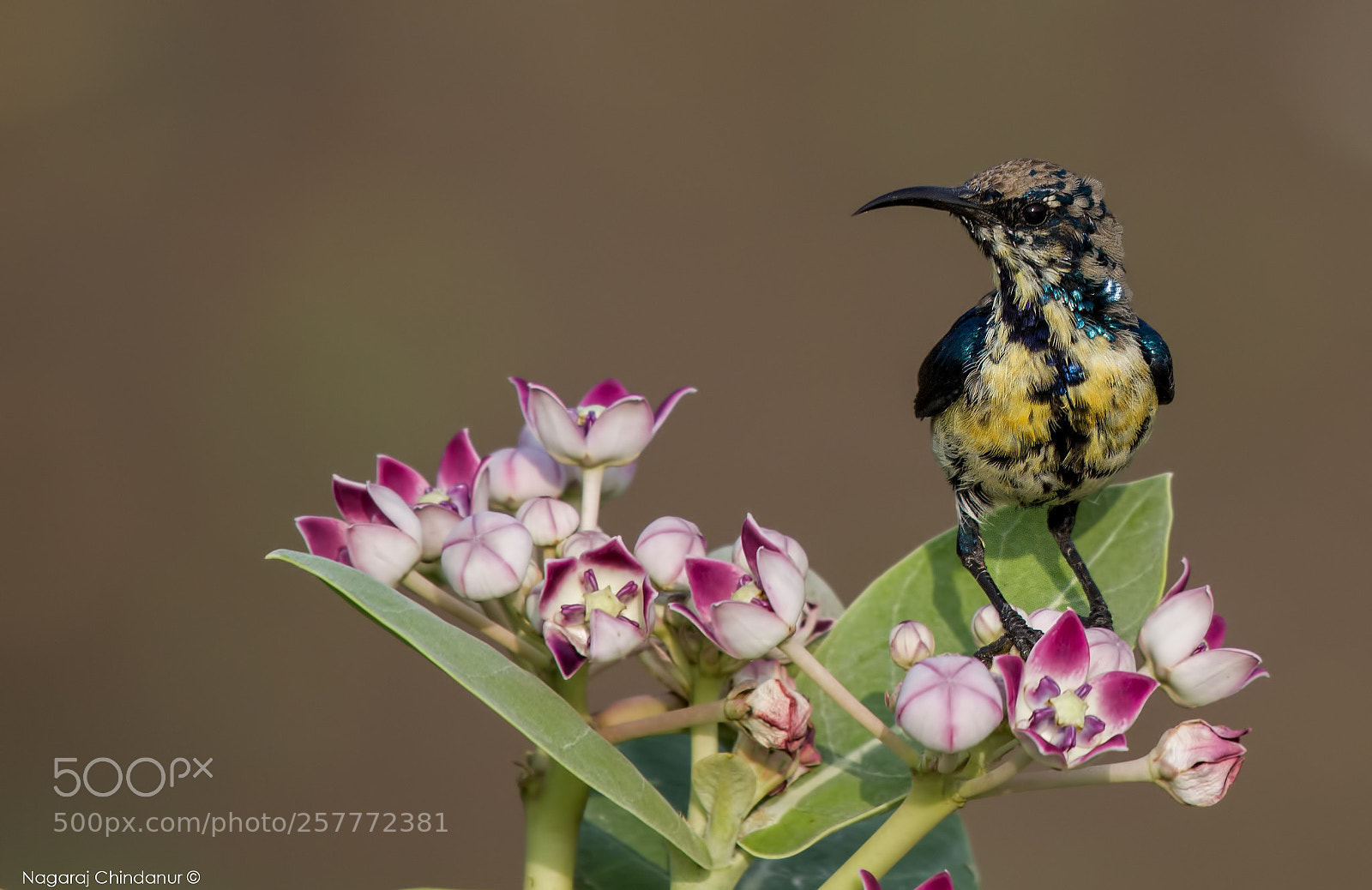 Canon EOS 7D sample photo. Sunbird photography