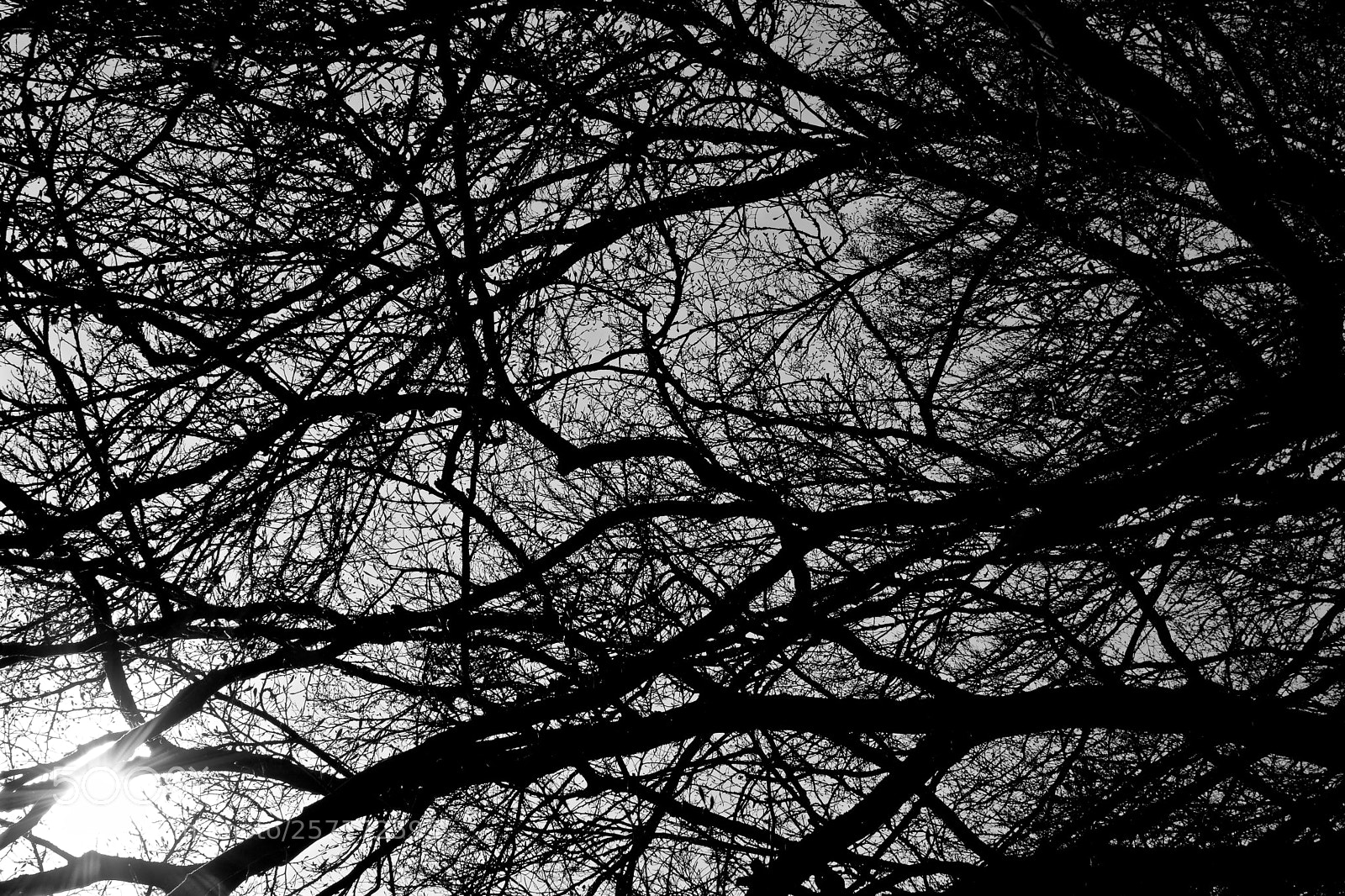 Nikon D3300 sample photo. Branches silhouette photography
