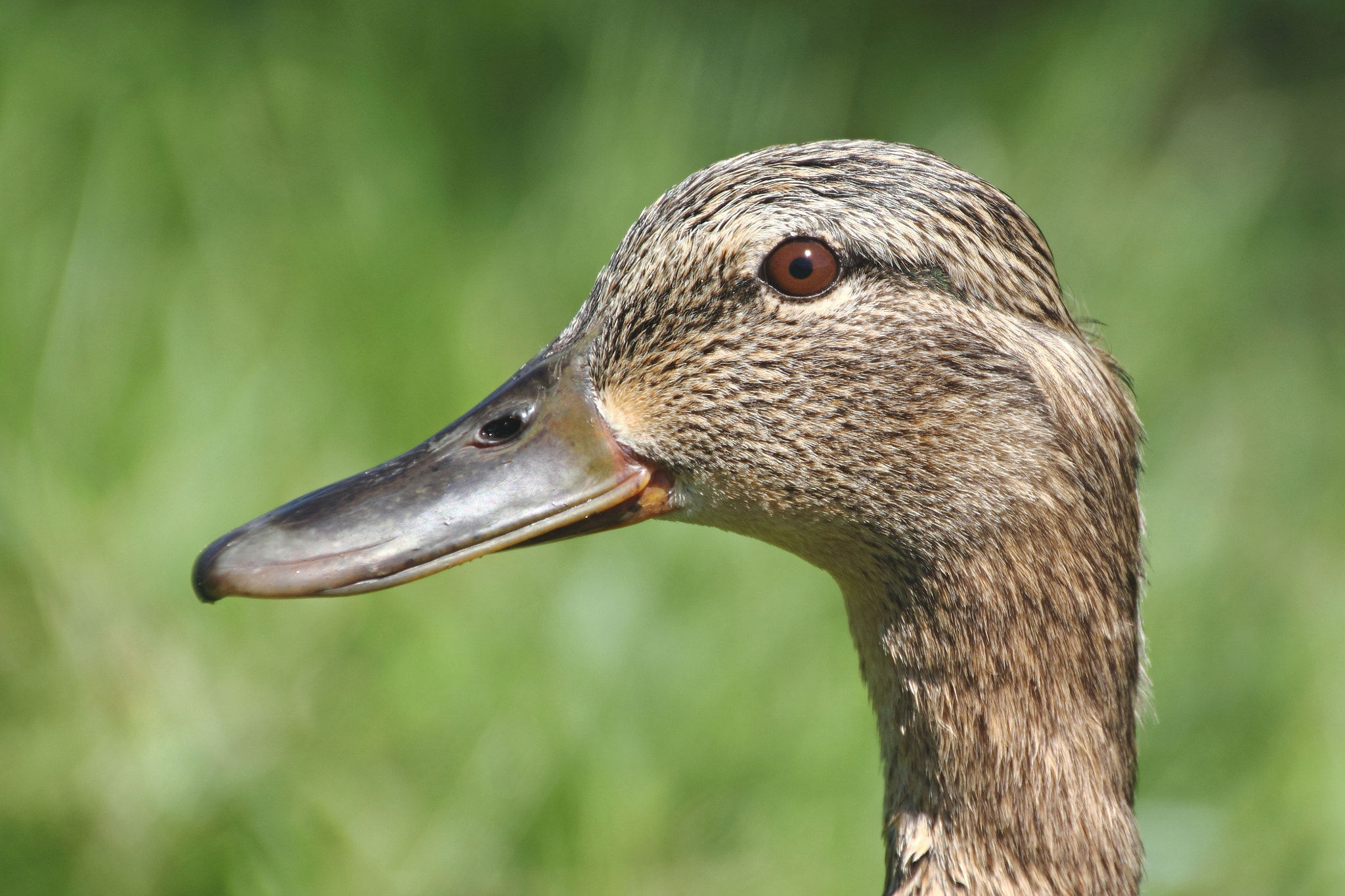 Canon 18-270mm sample photo. Female mallard photography