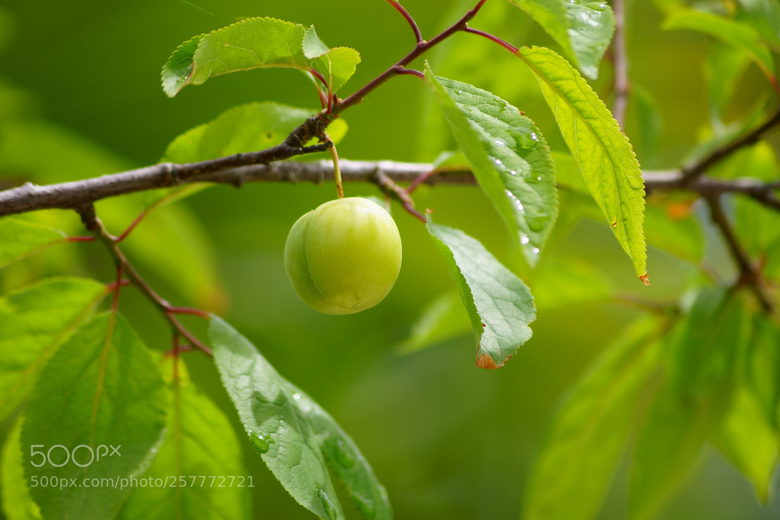 Sony a7 sample photo. After the rain photography