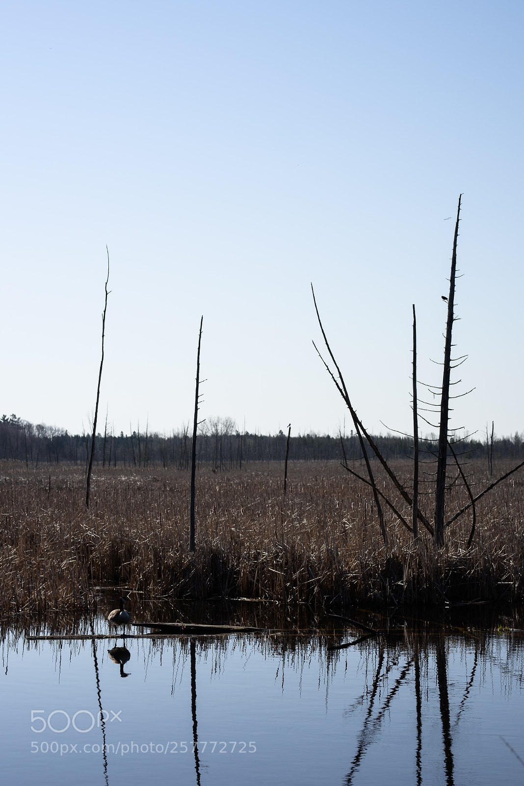 Nikon D810 sample photo. Stony swamp photography