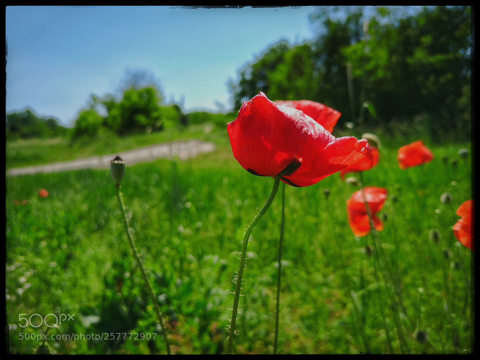 HUAWEI P20 sample photo. Poppys in field photography