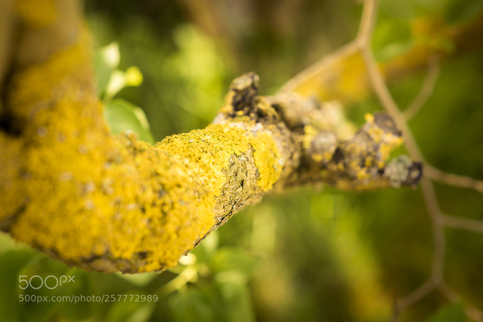 Sony a7 sample photo. Nature structure photography