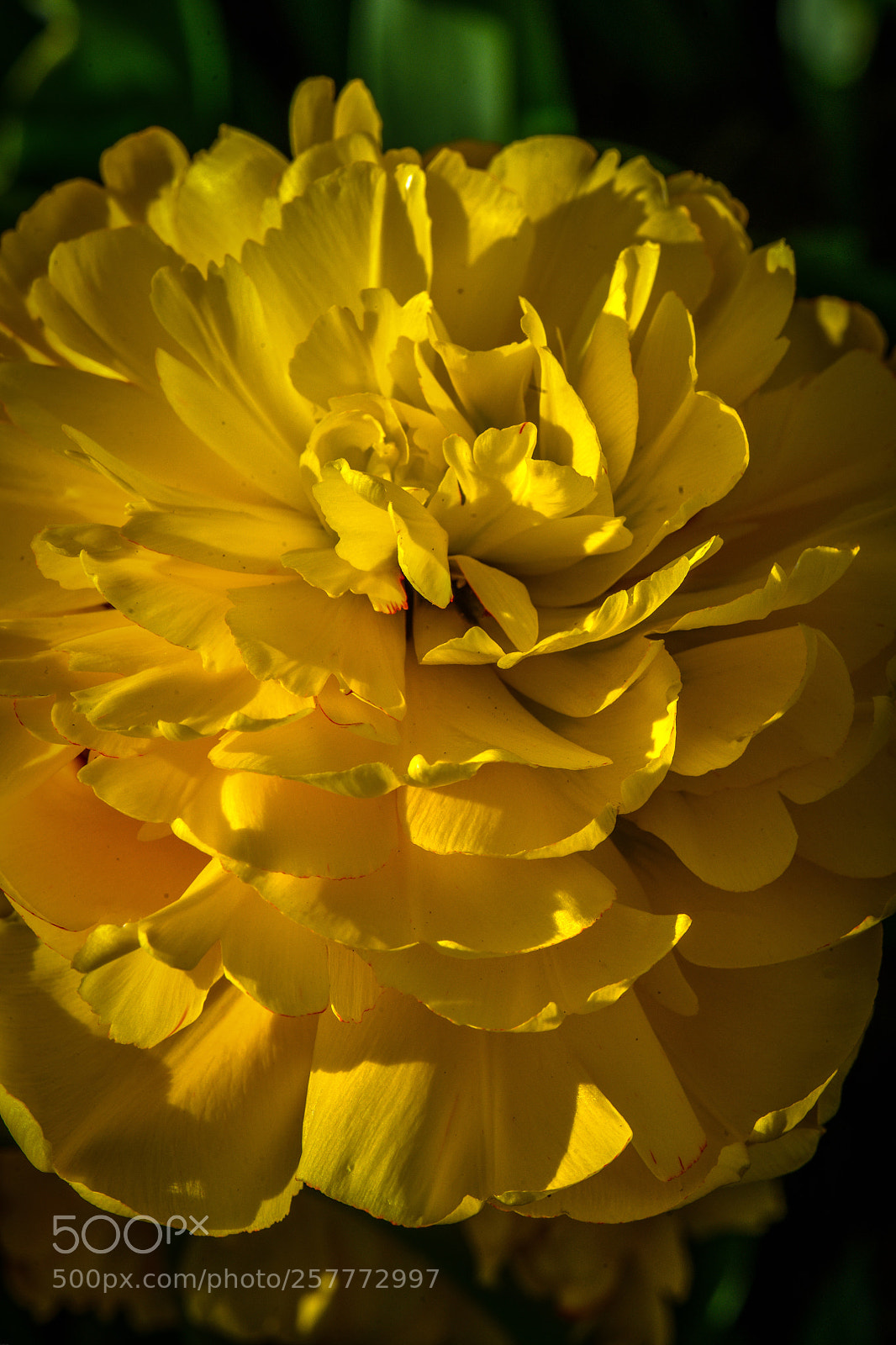 Nikon D850 sample photo. Untitled photography
