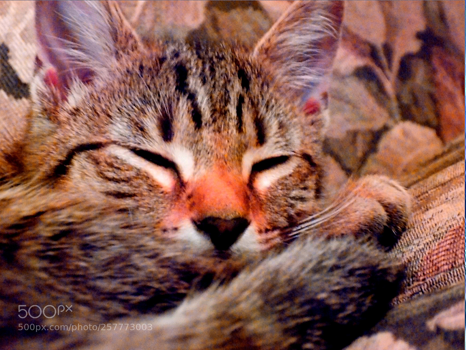 Nikon COOLPIX L330 sample photo. Napping kitten photography