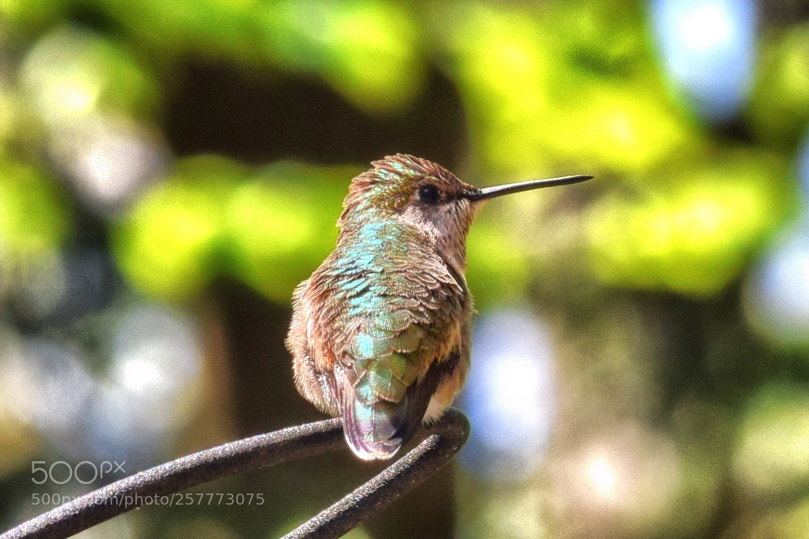 Nikon D3300 sample photo. Hummingbird photography