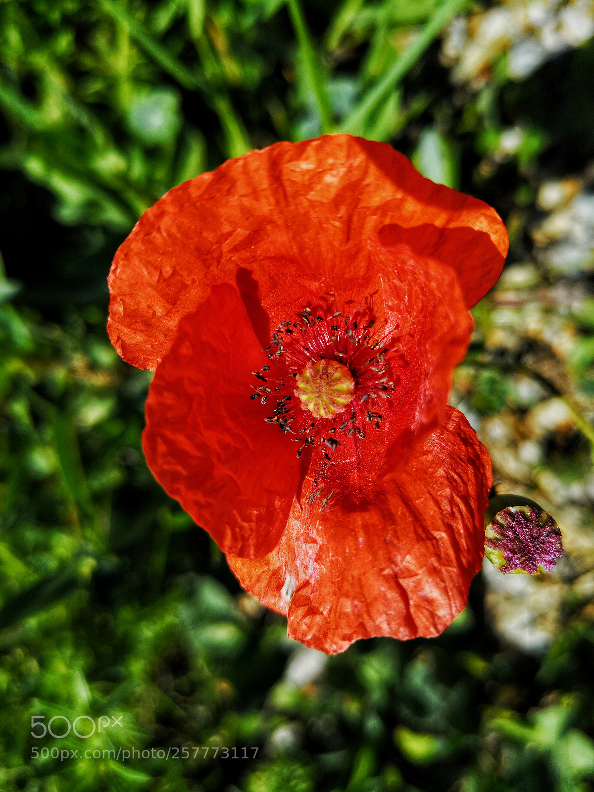 HUAWEI P20 sample photo. Closeup poppy photography