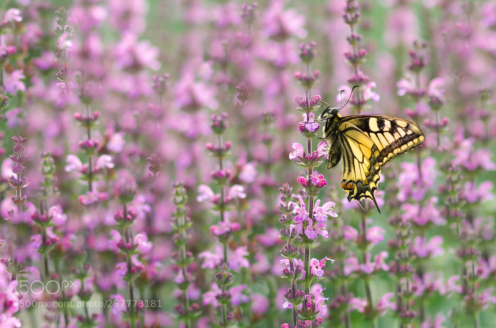 Nikon D5100 sample photo. _...-0849.jpg photography