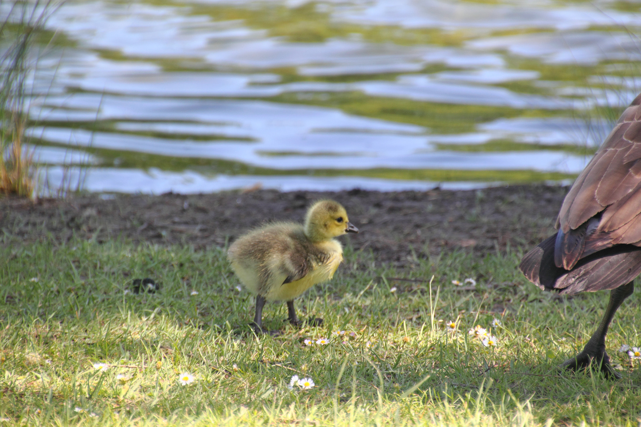 Canon 18-270mm sample photo. Innocent baby bird photography