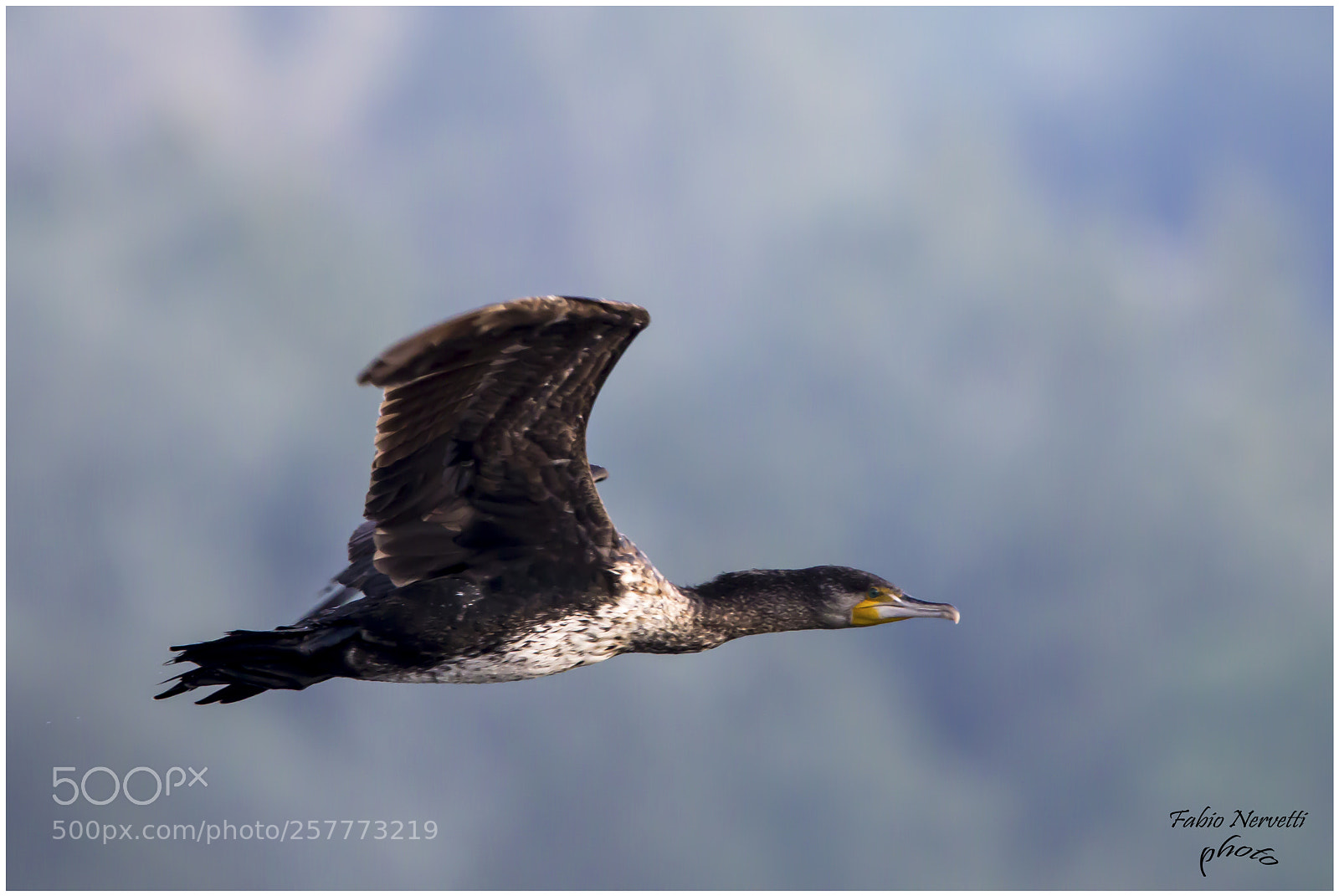Canon EOS 7D Mark II sample photo. Cormorano photography