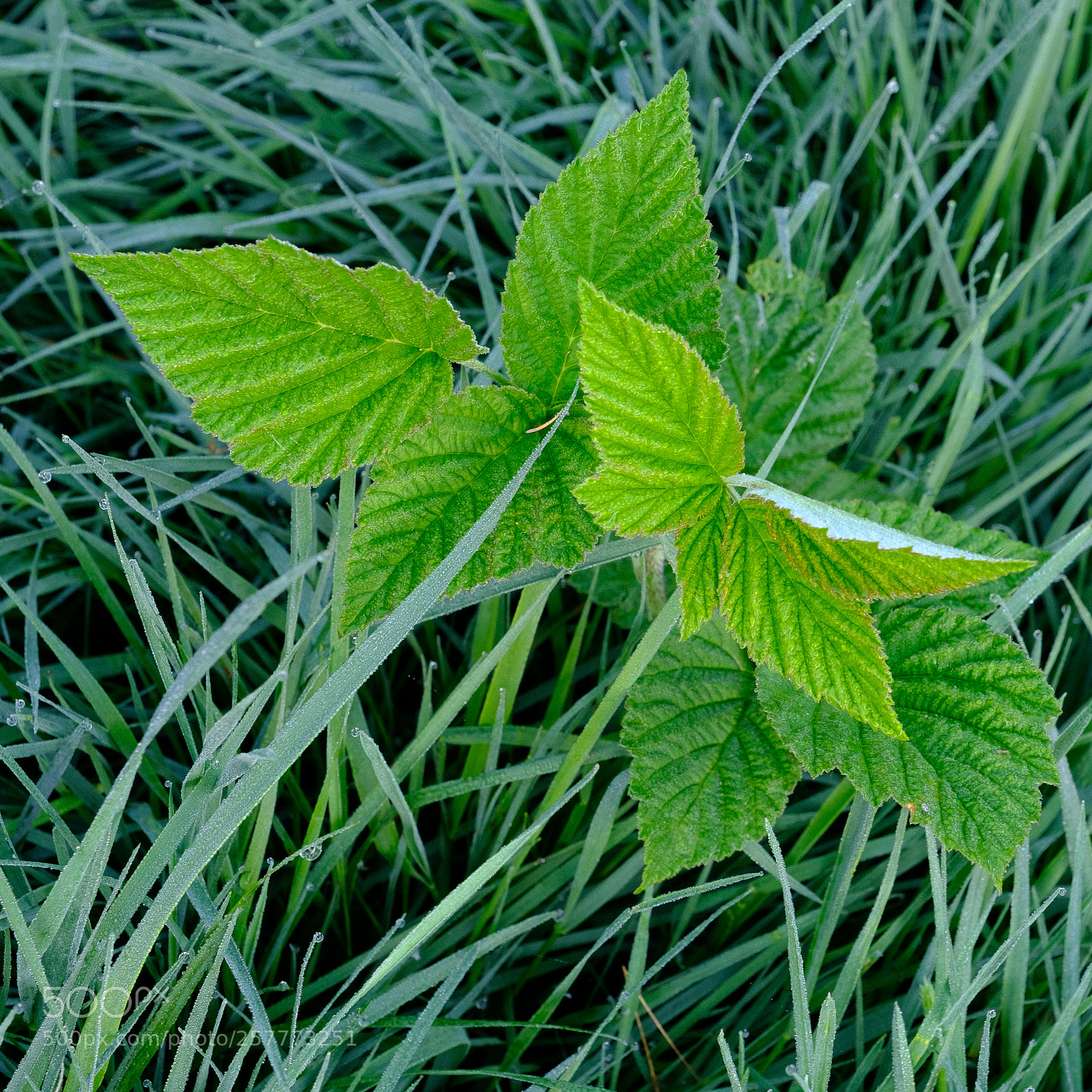 Fujifilm X-T2 sample photo. Leaves photography