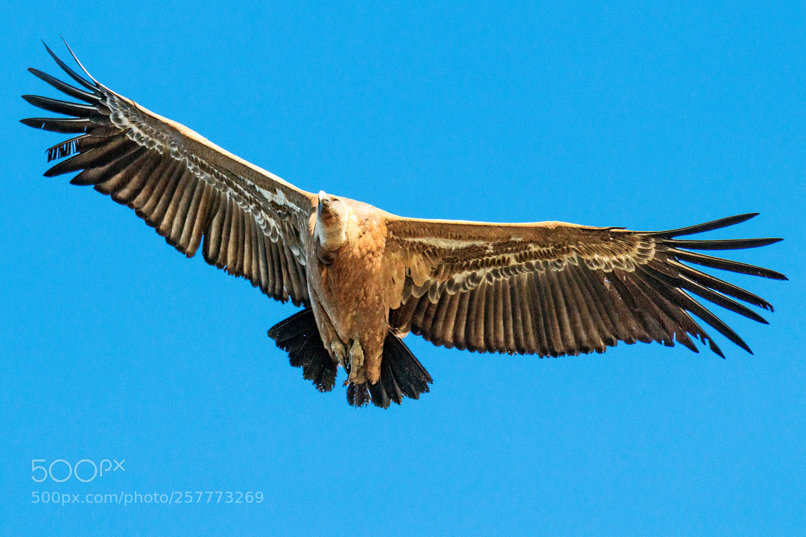Canon EOS 80D sample photo. Griffon vulture photography