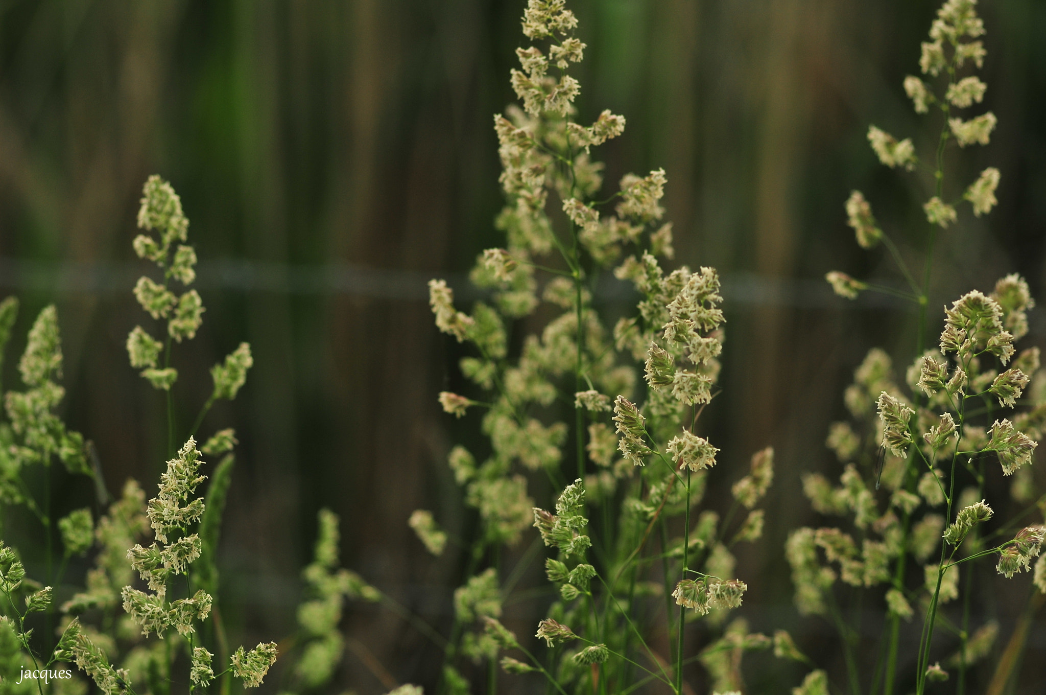 Sigma 105mm F2.8 EX DG Macro sample photo. Grass photography