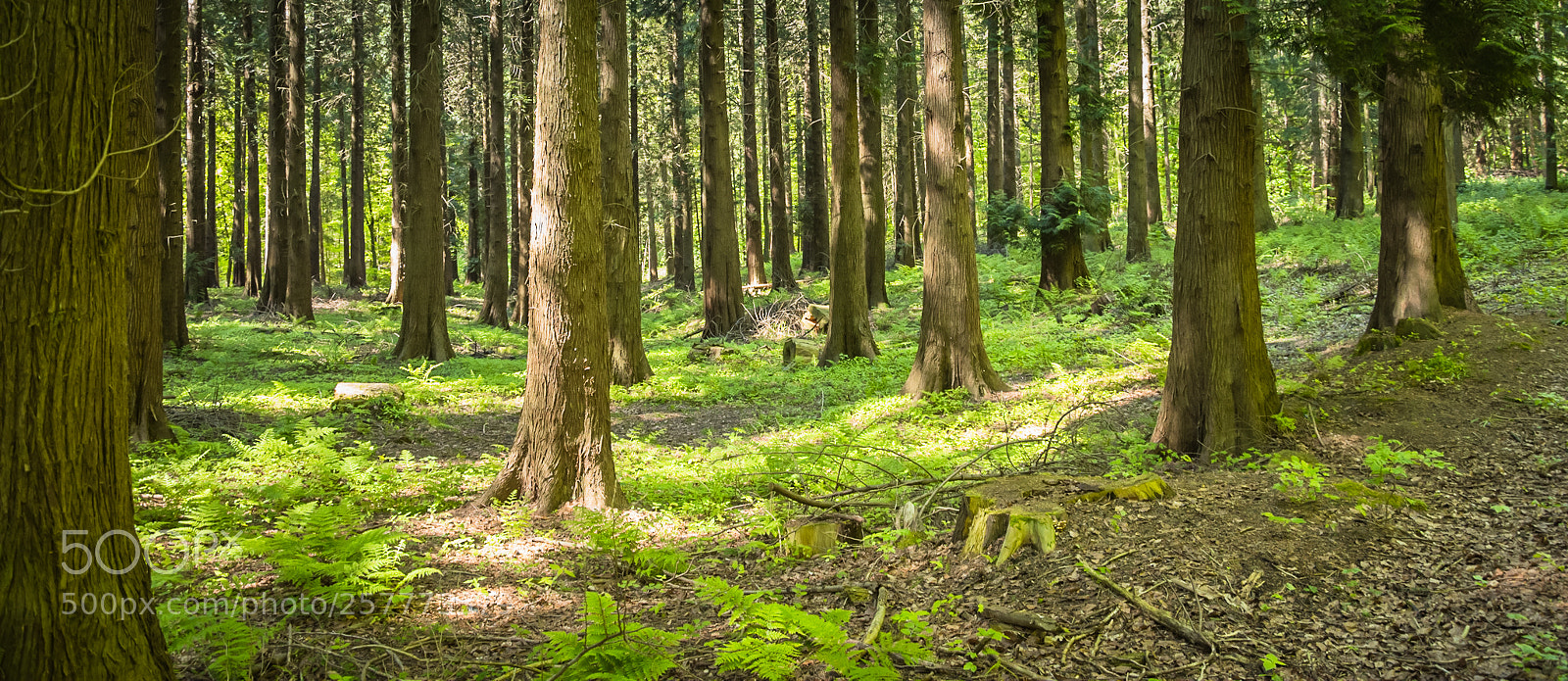 Nikon D7200 sample photo. Bois de hallerbos photography