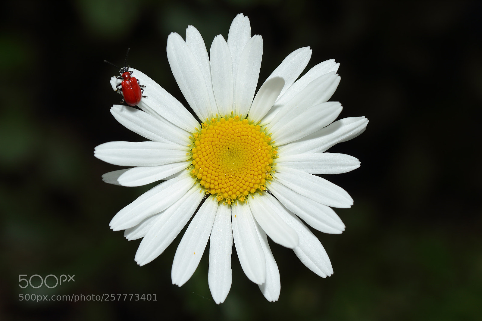 Canon EOS 550D (EOS Rebel T2i / EOS Kiss X4) sample photo. Die margarite und der photography