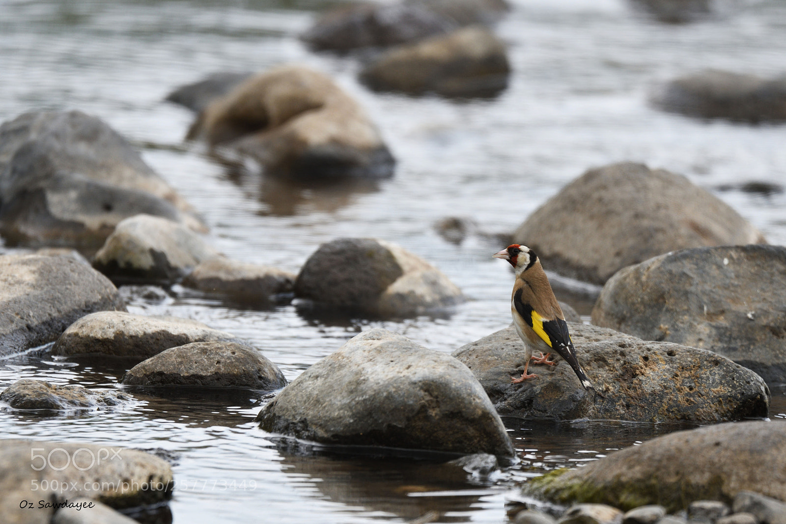 Nikon D500 sample photo. European goldfinch photography