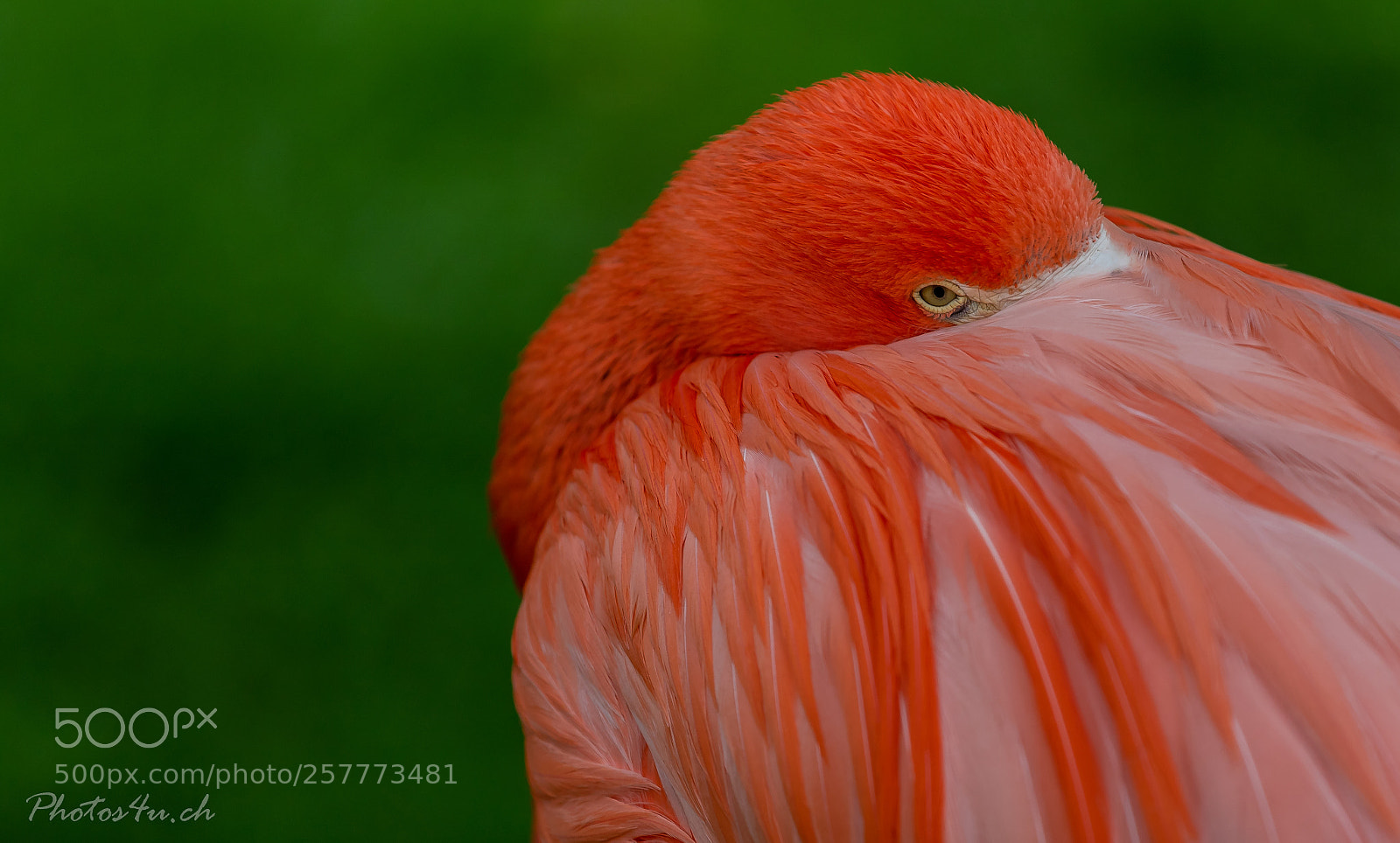 Canon EOS 7D Mark II sample photo. Flamingo photography