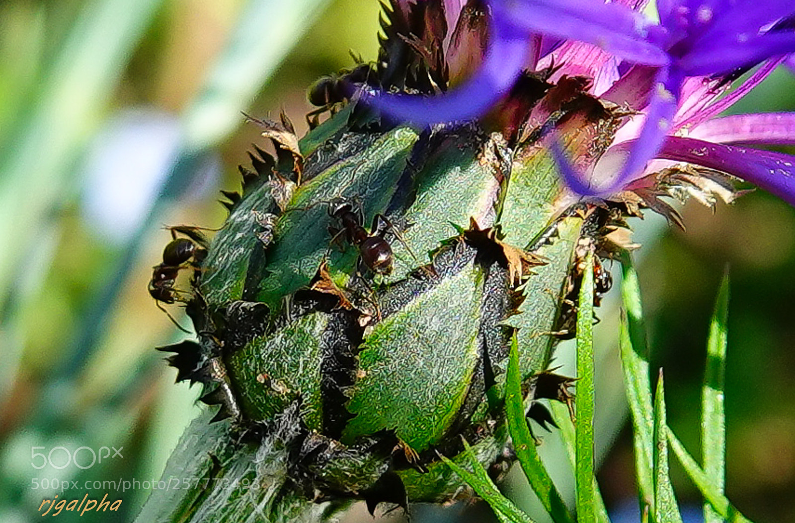 Sony Cyber-shot DSC-RX10 IV sample photo. Ants photography